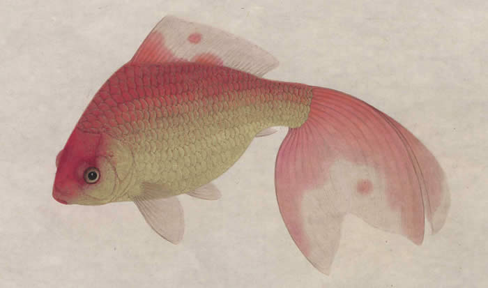 Fish, courtesy of the Winterthur Library
